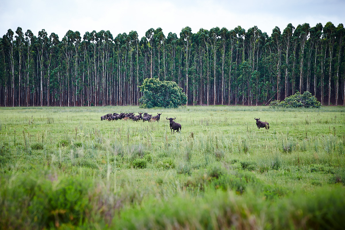 Mondi_Biodiversity Conservation Richards Bay