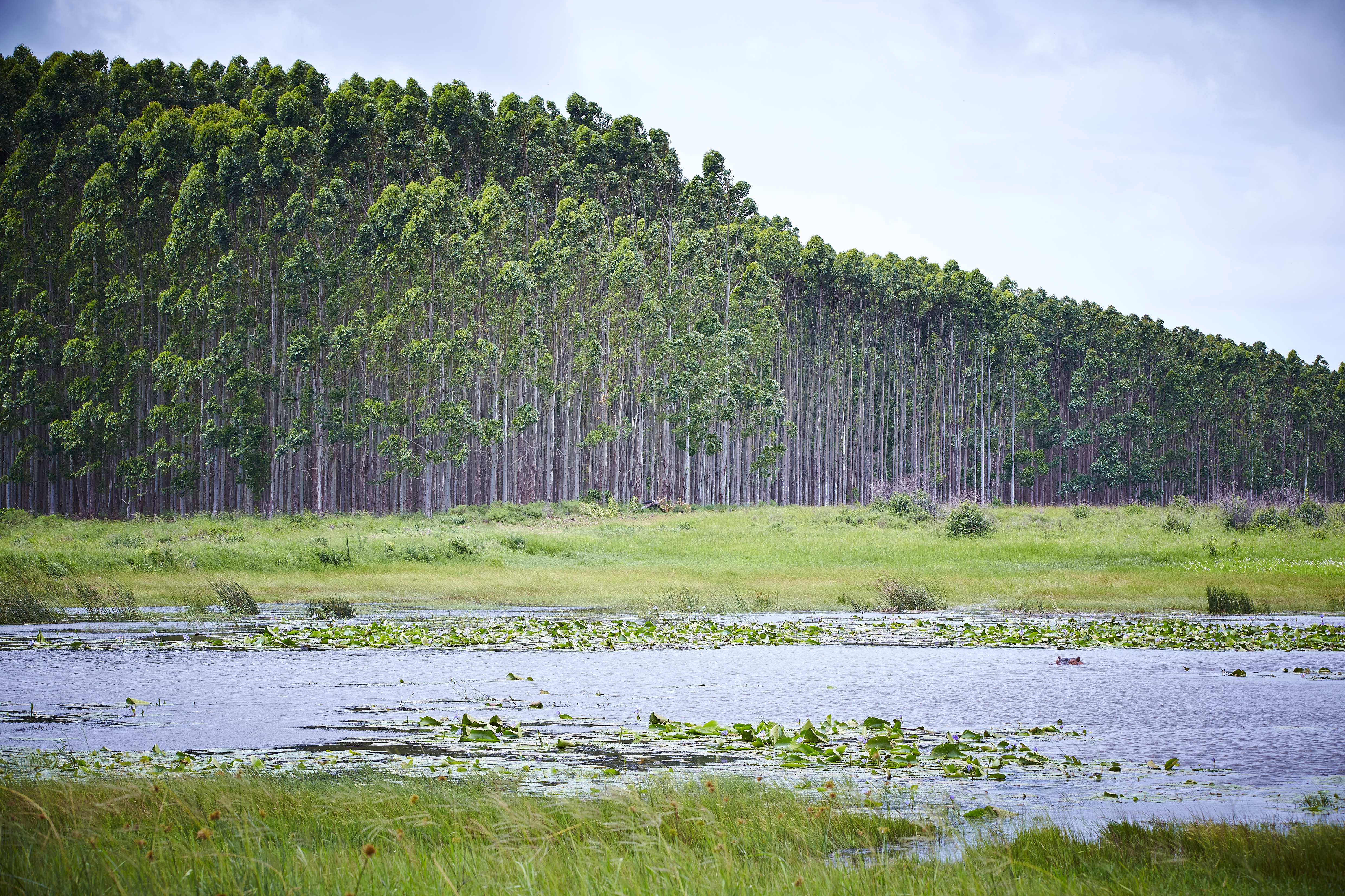 Mondi_Wetland conservation, South Africa