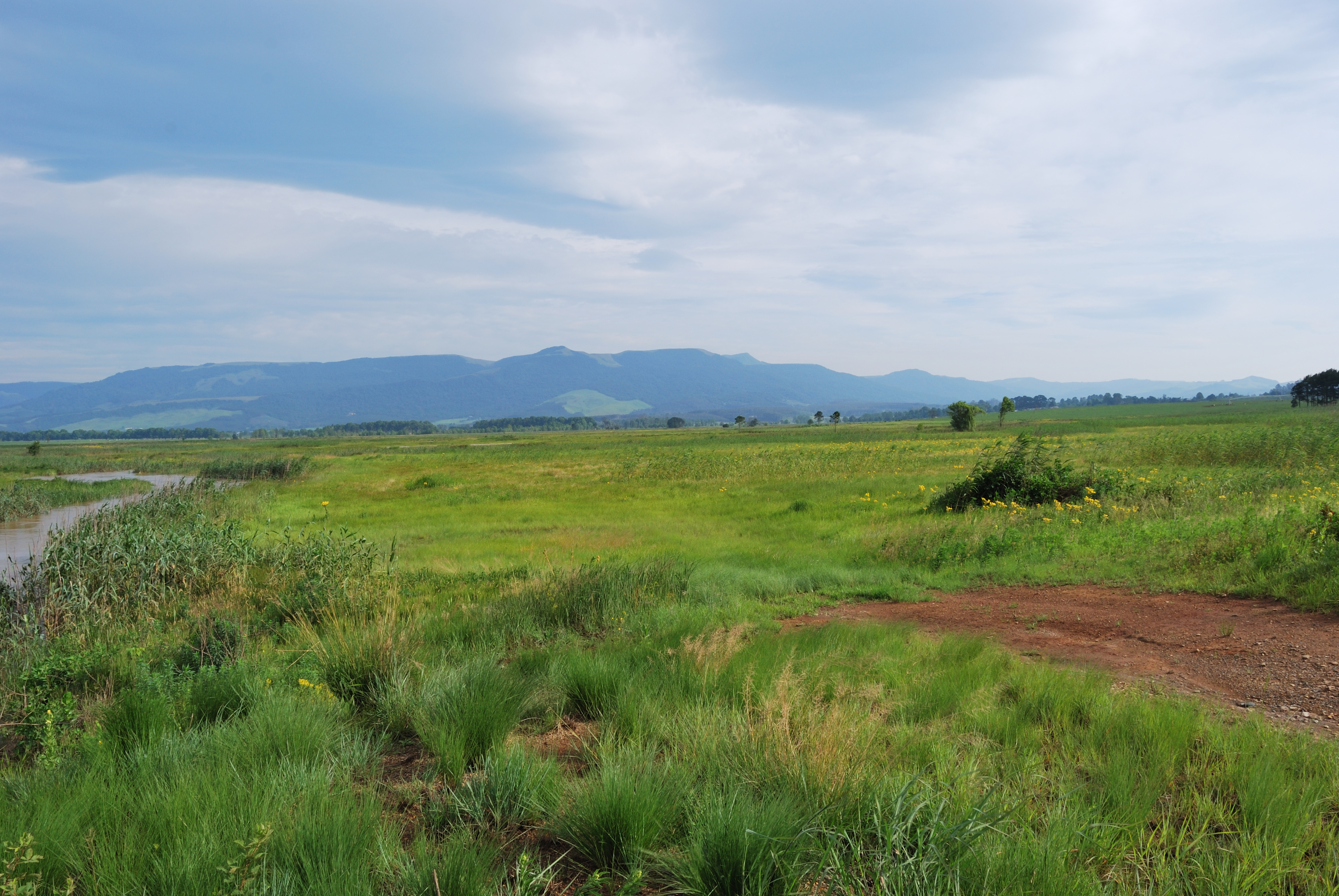 Sappi_Shafton wetland Karkloof