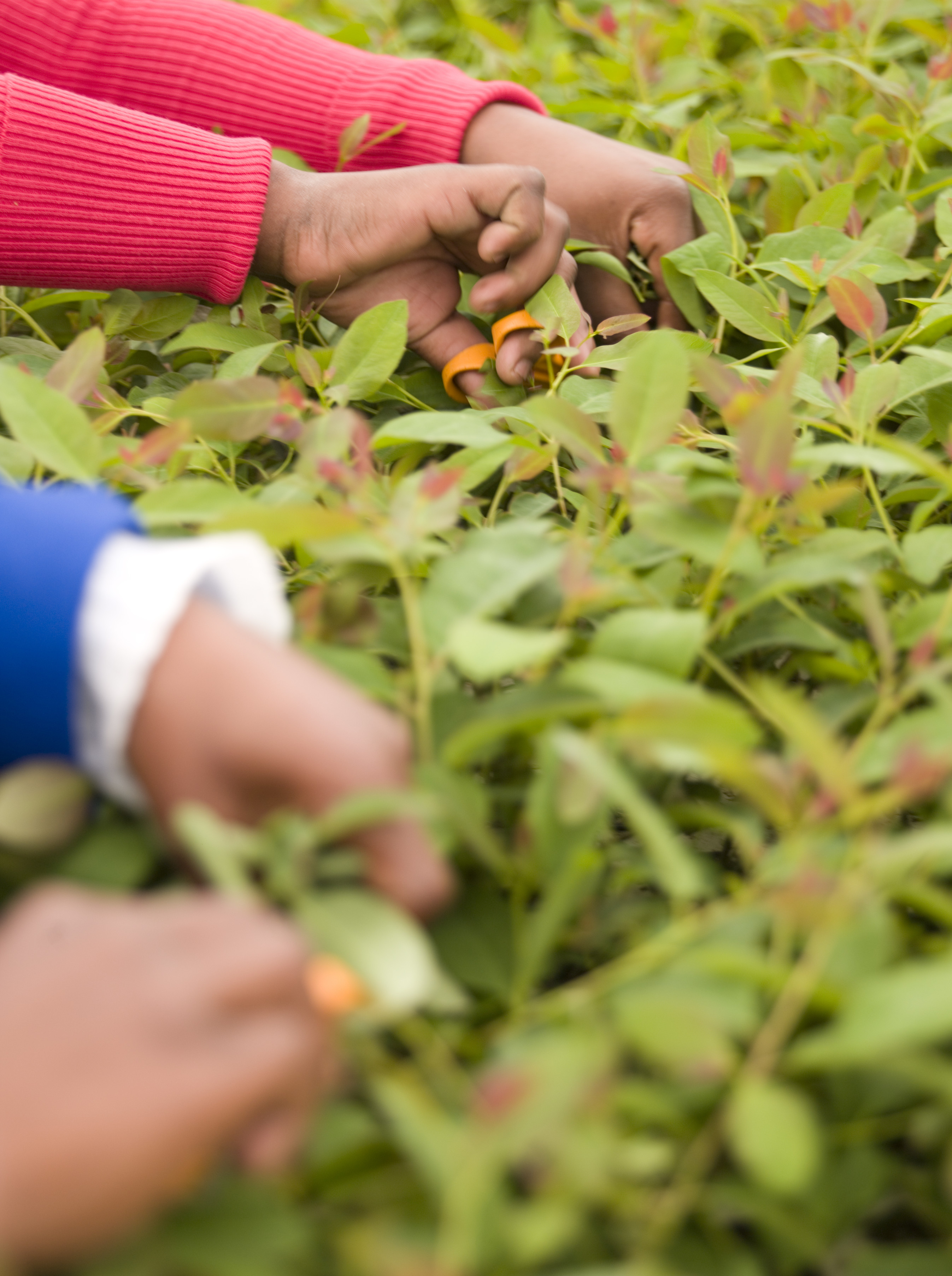 Mondi nursery