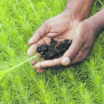 Paper is renewable, as it's made from the wood fibre of farmed trees.