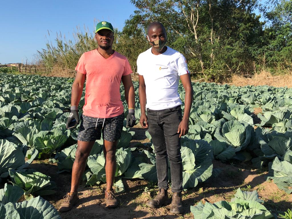 Thabani Manyoni, a hydrology graduate from the University of Zululand, has 8 000 cabbages growing on 1ha of land.