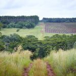 Paper is good for the environment as working forests provide clean air, clean water and many environmental services such as biodiversity and wetland conservation.