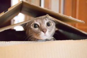 cat in box cat in box