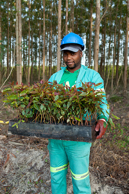 Forestry, pulp and paper sector companies are well-positioned to lead the way to a low carbon economy, making use of the “ultimate renewable” to address both climate change and stop the free fall in job losses. (Image credit: Mondi)