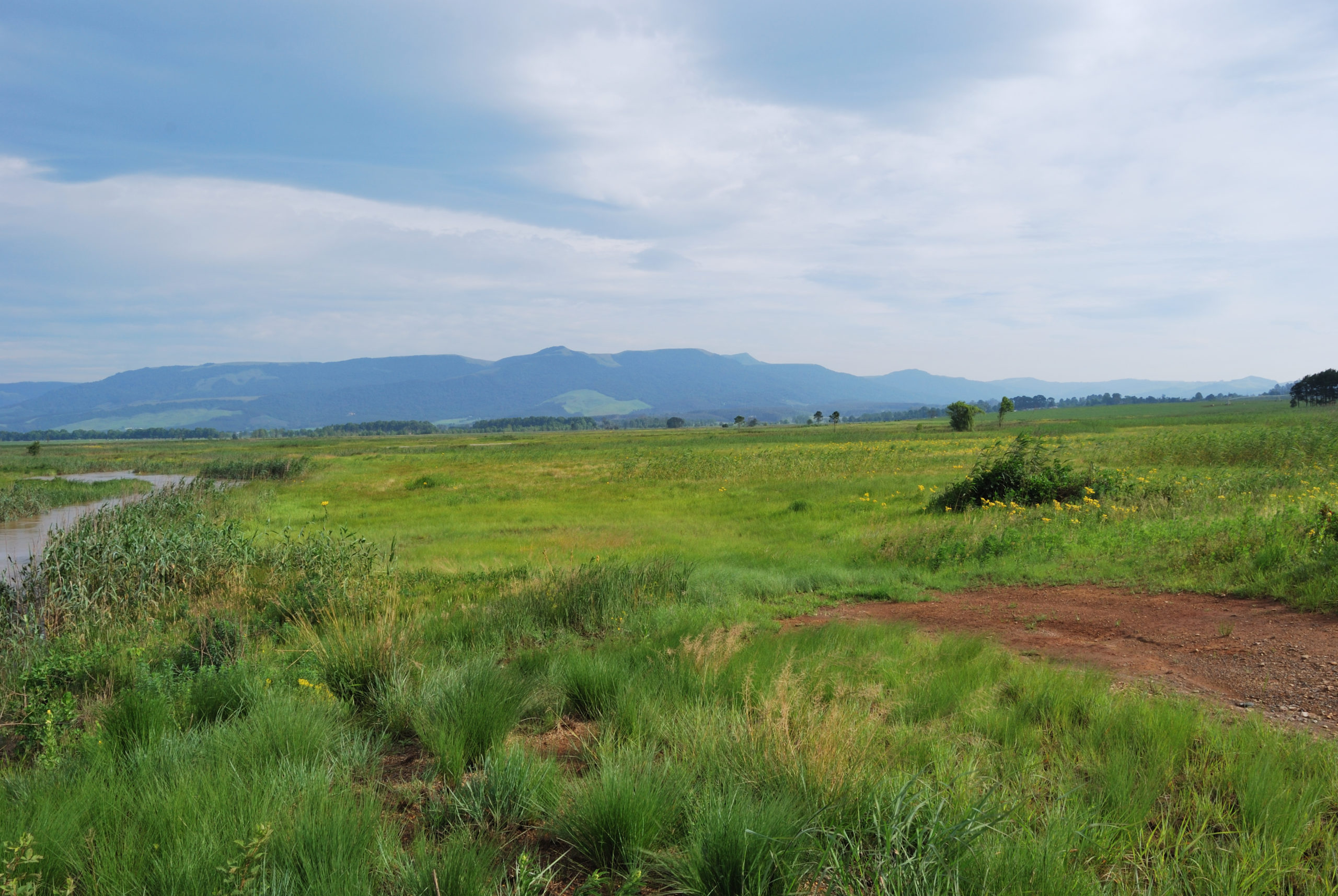 Sappi_Shafton-wetland-Karkloof Sappi_Shafton-wetland-Karkloof