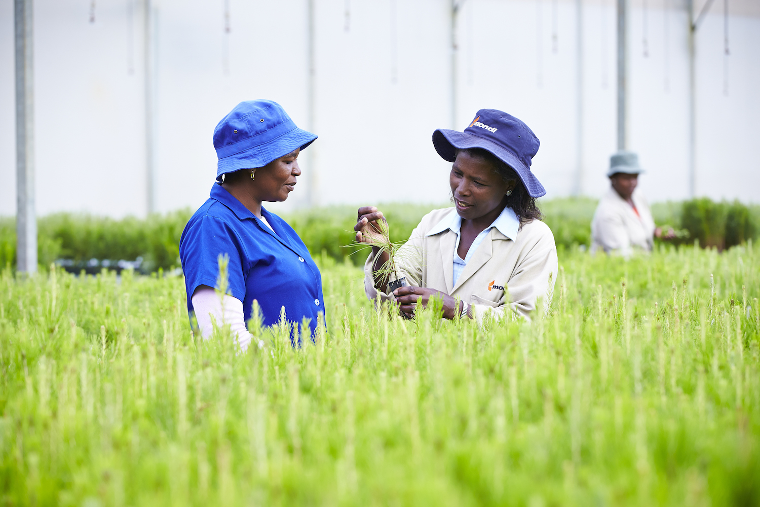The-forest-product-sector-is-a-significant-employer-credit-Mondi-copy New trees are planted in the place of harvested trees, keeping the carbon cycle going and making paper and wood. (Image credit: Mondi)