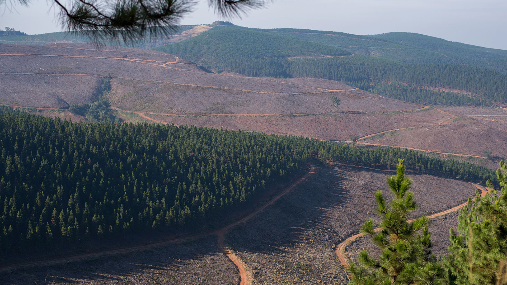 Global-Forest-Sector-Setting-the-Course-for-a-Low-Carbon-Future Global-Forest-Sector-Setting-the-Course-for-a-Low-Carbon-Future