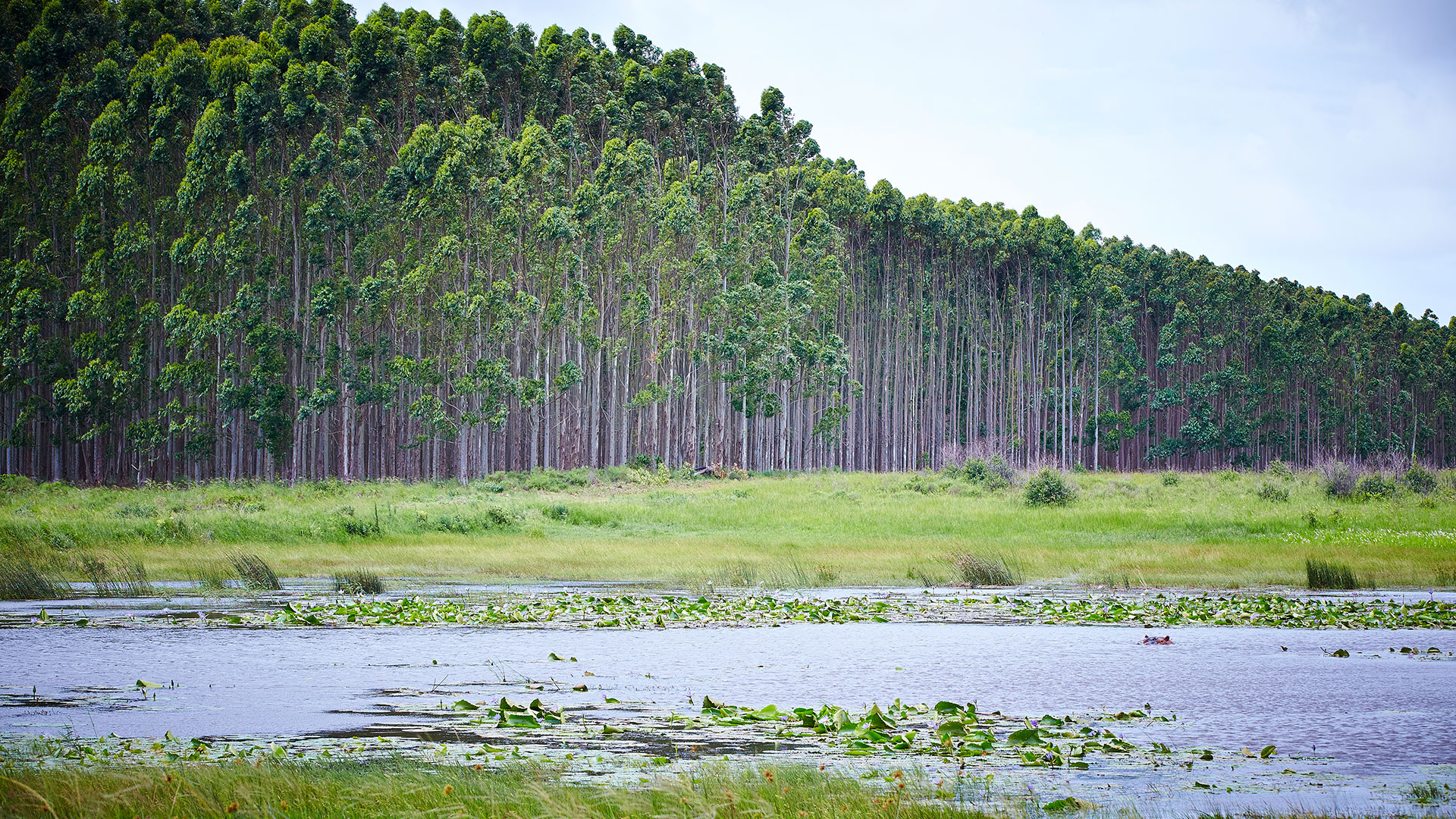 Forestry-the-surprise-weapon-in-the-fight-against-climate-change Forestry-the-surprise-weapon-in-the-fight-against-climate-change