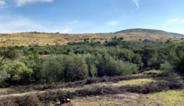 Matatiele Landscape showing invasive wattle
