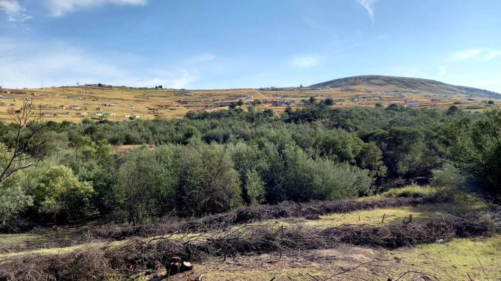 Matatiele Landscape showing invasive wattle