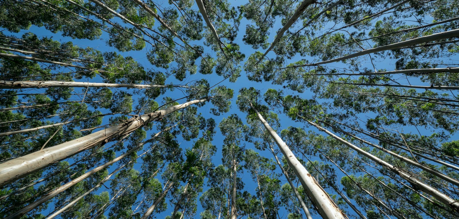 Mondi-forestry Mondi-forestry
