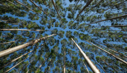 Looking up at the sky from the base of tall trees in the surrounding area.