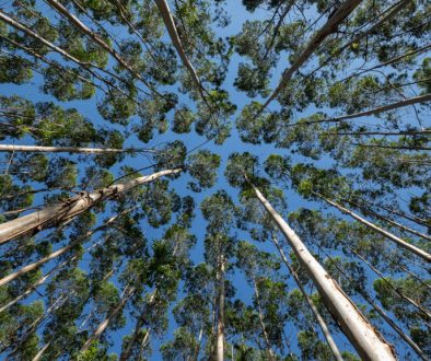 Looking up at the sky from the base of tall trees in the surrounding area.
